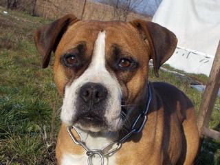 Destiny, Boxer-Staffordmischlingshündin, geb. ca. November 2014 31357677rm