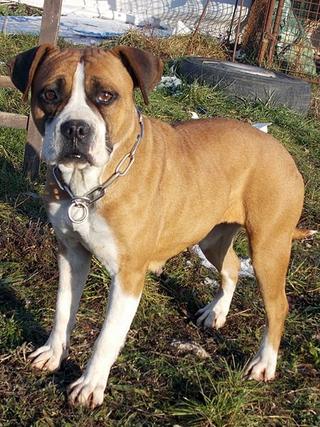 Destiny, Boxer-Staffordmischlingshündin, geb. ca. November 2014 31357678le