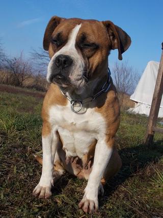 Destiny, Boxer-Staffordmischlingshündin, geb. ca. November 2014 31357679ao