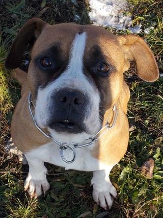 Destiny, Boxer-Staffordmischlingshündin, geb. ca. November 2014 31357680kv