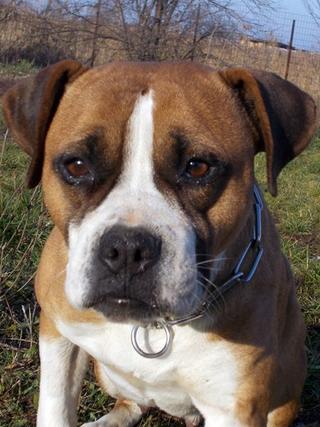 Destiny, Boxer-Staffordmischlingshündin, geb. ca. November 2014 31357693sa