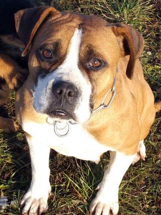 Destiny, Boxer-Staffordmischlingshündin, geb. ca. November 2014 31357696ib