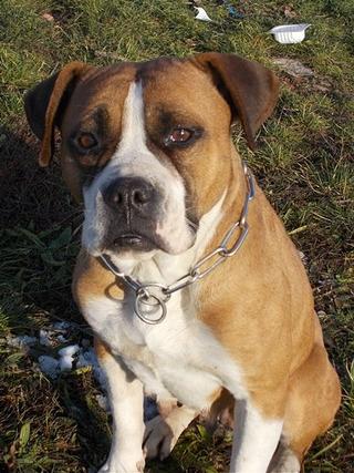 Destiny, Boxer-Staffordmischlingshündin, geb. ca. November 2014 31357697mq