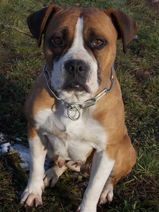 Destiny, Boxer-Staffordmischlingshündin, geb. ca. November 2014 31357698gn