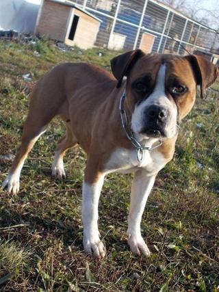 Destiny, Boxer-Staffordmischlingshündin, geb. ca. November 2014 31357699wj