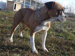 Destiny, Boxer-Staffordmischlingshündin, geb. ca. November 2014 31357704ue