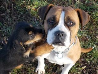 Destiny, Boxer-Staffordmischlingshündin, geb. ca. November 2014 31357705qq