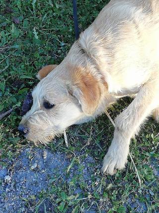 Trevor,  Karmacs lebt jetzt glücklich in Österreich 31374653os