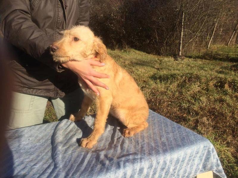 Pedra - Welpenmädchen aus schlechten Verhältnissen  befreit 31458273dp