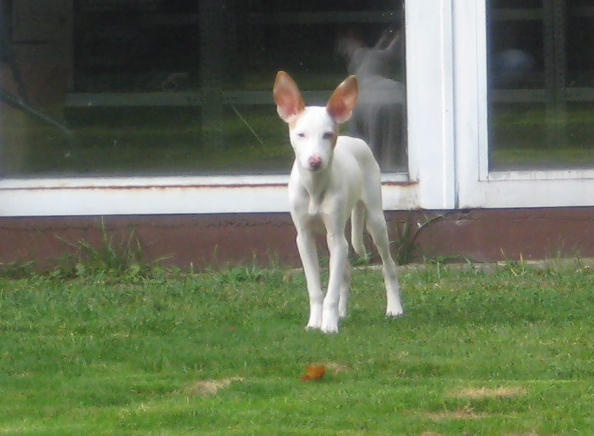 POLO sucht verantwortungsvolle Menschen 3151896