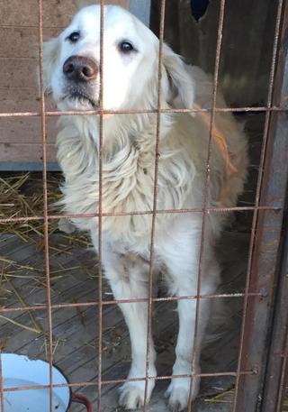 Teddy, Golden-Retriever-Rüde, geb. ca. Januar 2011 31531106tj