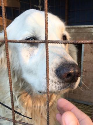 Teddy, Golden-Retriever-Rüde, geb. ca. Januar 2011 31531108bd