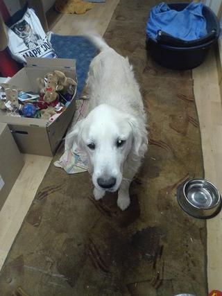 Teddy, Golden-Retriever-Rüde, geb. ca. Januar 2011 31531111nc