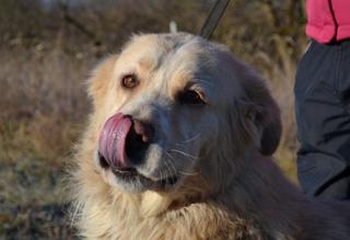 Dusty, Golden-Retriever-Mischlingsrüde, geb. ca. März 2012 31566199zl