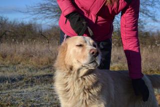 Dusty, Golden-Retriever-Mischlingsrüde, geb. ca. März 2012 31566200zf