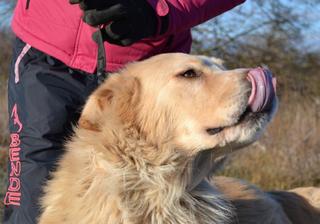 Dusty, Golden-Retriever-Mischlingsrüde, geb. ca. März 2012 31566201up