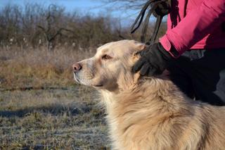 Dusty, Golden-Retriever-Mischlingsrüde, geb. ca. März 2012 31566203fk