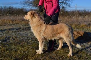 Dusty, Golden-Retriever-Mischlingsrüde, geb. ca. März 2012 31566206xy