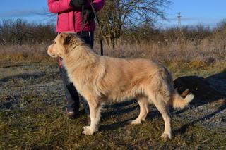 Dusty, Golden-Retriever-Mischlingsrüde, geb. ca. März 2012 31566207bt