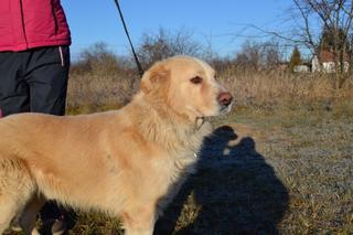 Dusty, Golden-Retriever-Mischlingsrüde, geb. ca. März 2012 31567879ag