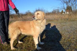 Dusty, Golden-Retriever-Mischlingsrüde, geb. ca. März 2012 31567881uz