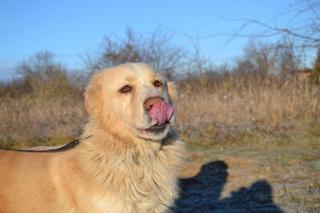 Dusty, Golden-Retriever-Mischlingsrüde, geb. ca. März 2012 31567882vg