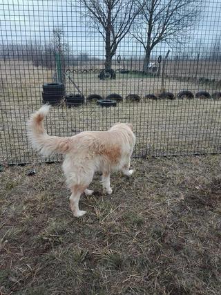 Dusty, Golden-Retriever-Mischlingsrüde, geb. ca. März 2012 31567954gs