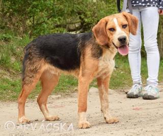 Egon, Beaglemischlingsrüde, geb. ca. September 2016 31576353pc