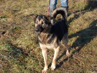 Rambo, Schäferhundmischlingsrüde, geb. ca, 2010 31579013ar