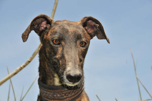 Galga Ulises (jetzt JULE) aus San Anton ... 3158416