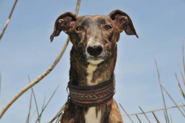 Galga Ulises (jetzt JULE) aus San Anton ... 3158418