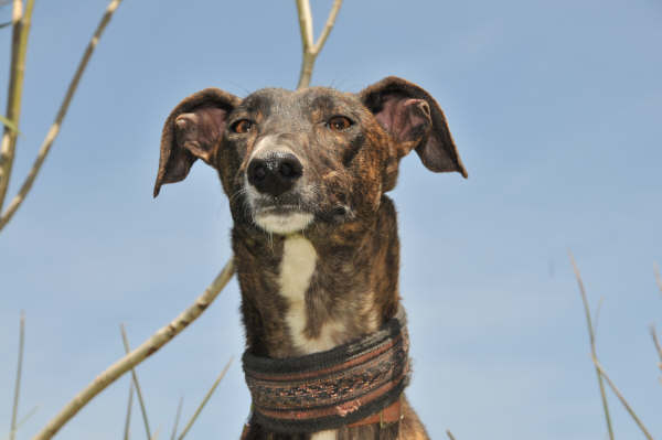 Galga Ulises (jetzt JULE) aus San Anton ... 3158419