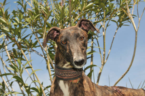 Galga Ulises (jetzt JULE) aus San Anton ... 3158420