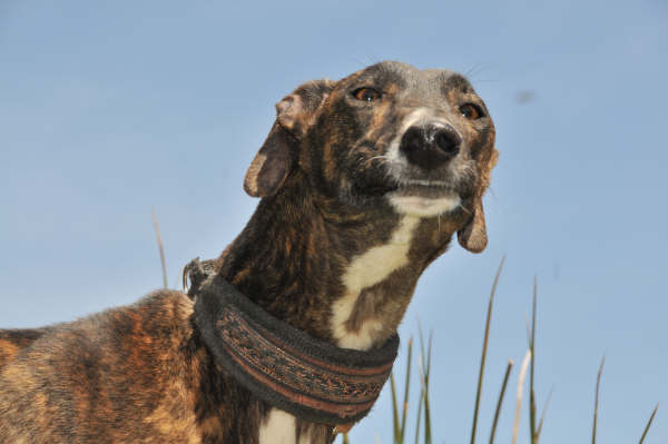 Galga Ulises (jetzt JULE) aus San Anton ... 3158421