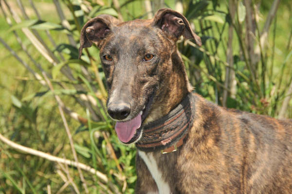 Galga Ulises (jetzt JULE) aus San Anton ... 3158422