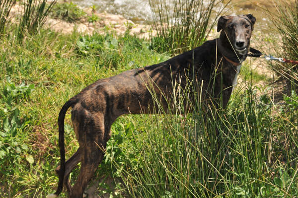 Galga Ulises (jetzt JULE) aus San Anton ... 3158423