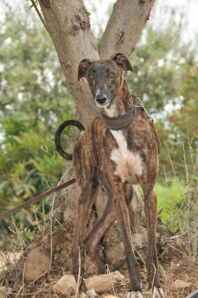 Galga Ulises (jetzt JULE) aus San Anton ... 3158426