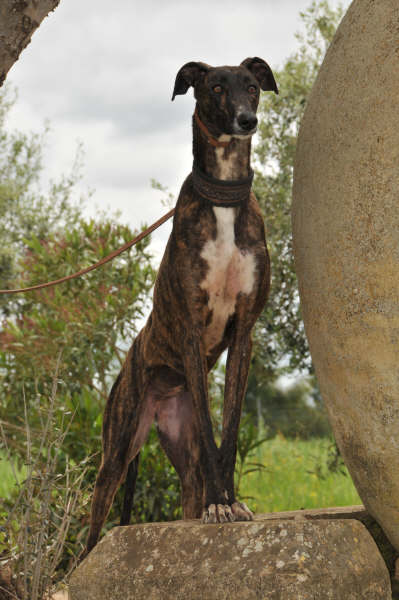 Galga Ulises (jetzt JULE) aus San Anton ... 3158434