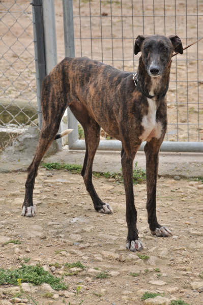 Galga Ulises (jetzt JULE) aus San Anton ... 3158435