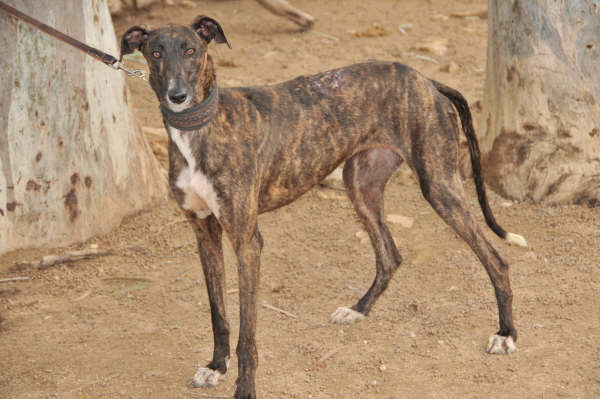 Galga Ulises (jetzt JULE) aus San Anton ... 3158436