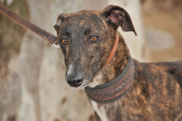 Galga Ulises (jetzt JULE) aus San Anton ... 3158437