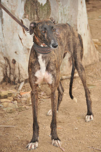 Galga Ulises (jetzt JULE) aus San Anton ... 3158438