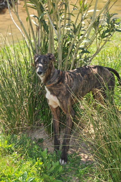 Galga Ulises (jetzt JULE) aus San Anton ... 3158439