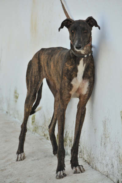 Galga Ulises (jetzt JULE) aus San Anton ... 3158440