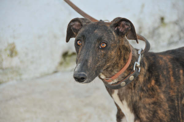 Galga Ulises (jetzt JULE) aus San Anton ... 3158441