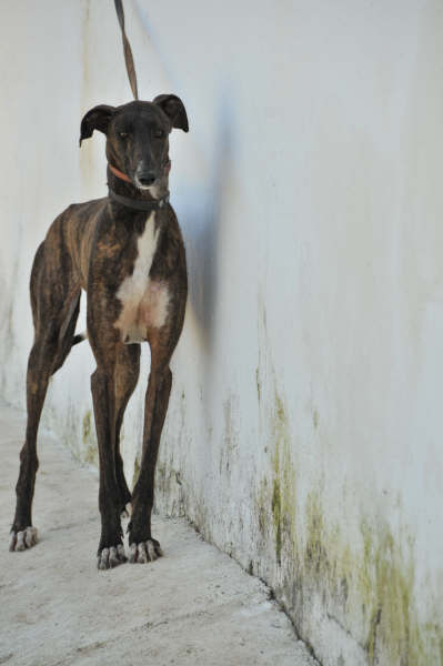 Galga Ulises (jetzt JULE) aus San Anton ... 3158442