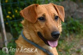 Zsazsa, Mischlingshündin, geb. ca. Dezember 2013 31588657si