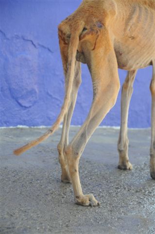 ein Galgo... Villa Martin 3158986