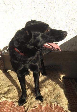 Ella/Shadow Karmacs lebt glücklich in Österreich! 31656213dk