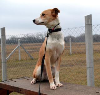 Arielle, Mischlingshündin, geb. ca. Januar 2016 31656688ue